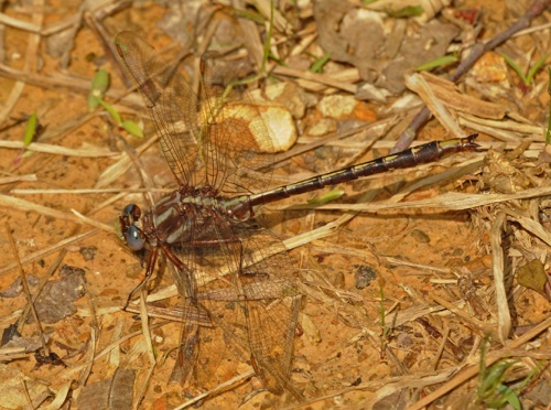 Male
2010_04_25_Floyd Male
2010_04_25_Floyd